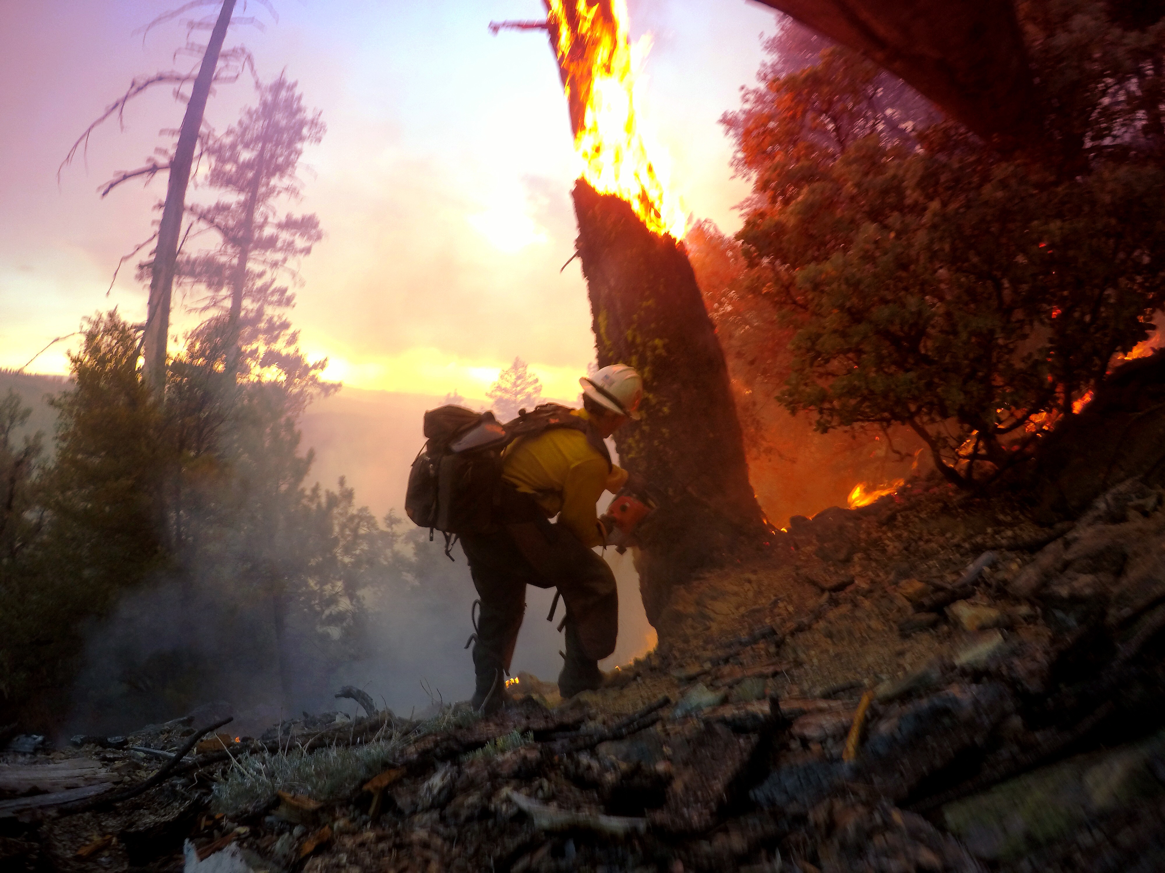 Wildland firefighter cutting down tree that is one fire. Photo taken by ExpertVoice Expert Gregg Boydston