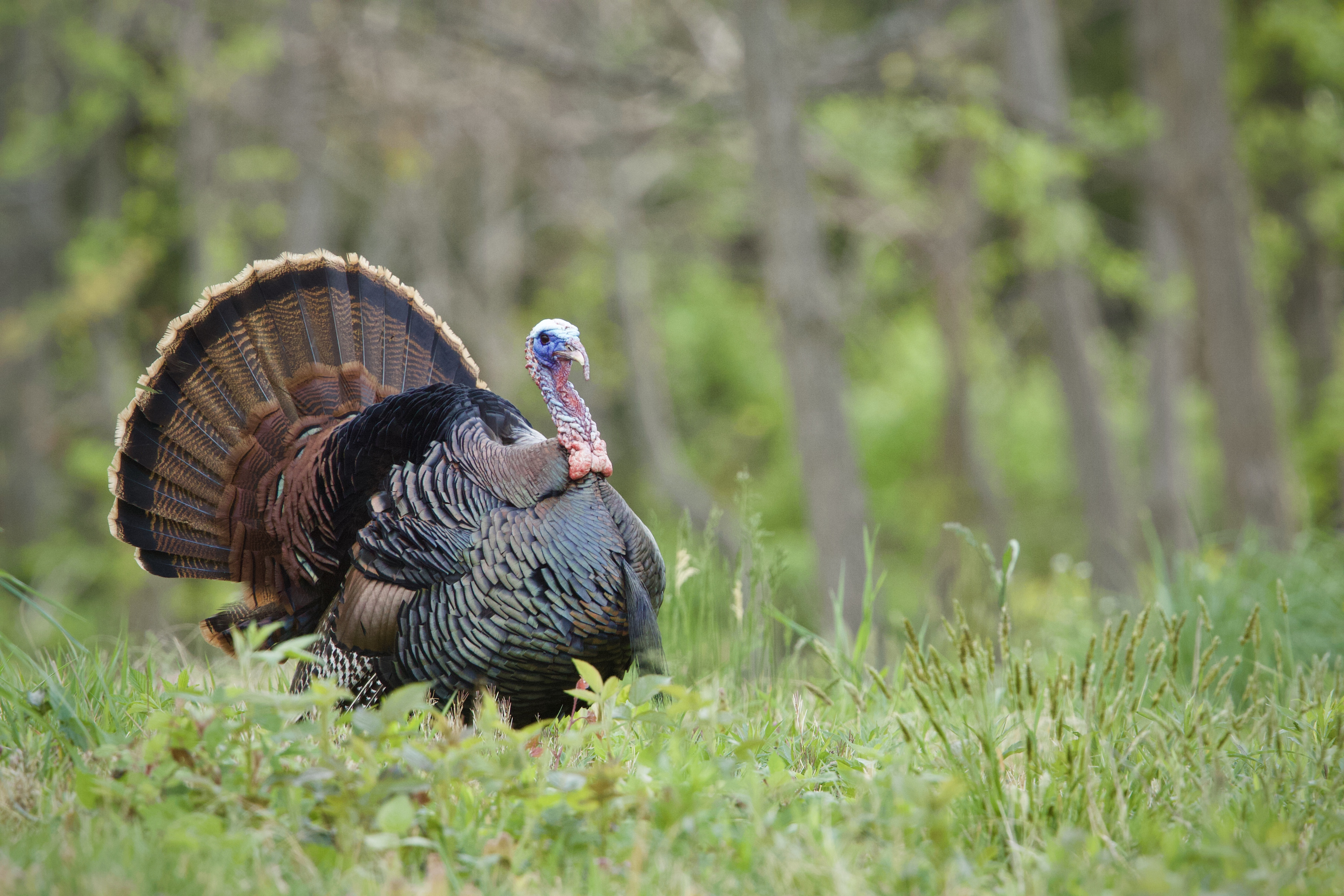 Top 5 hunts - turkey